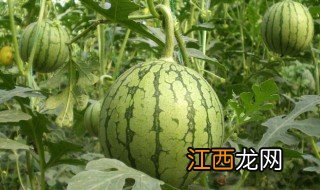 西瓜什么时候传入中国 西瓜传入中国的时间