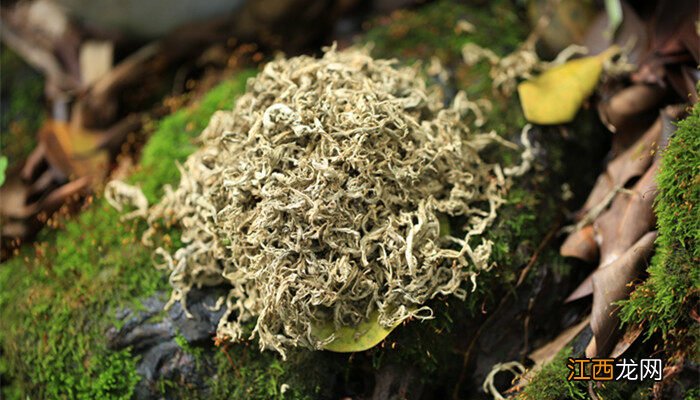 种植艾草一亩利润多少 艾草是怎么种植的