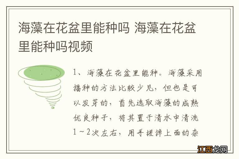 海藻在花盆里能种吗 海藻在花盆里能种吗视频