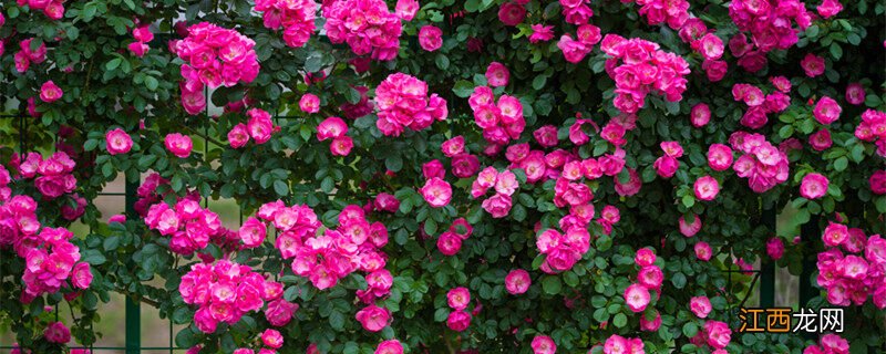蔷薇好还是爬藤月季好 蔷薇几年可以爬满墙