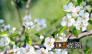 家里院子里可以种梨树吗 自家院子里能种梨树吗