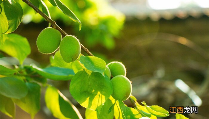 杏树怎么种植方法 杏树怎么种