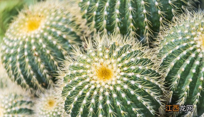 不需要阳光的室内植物有哪些 不需要阳光的室内植物