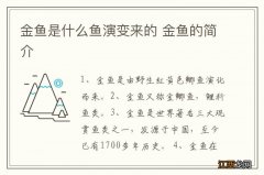 金鱼是什么鱼演变来的 金鱼的简介