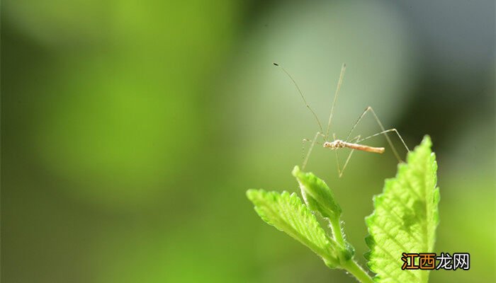 水果上飞的虫子是什么虫 水果上飞的虫子是什么