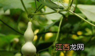 芦扦插种植方法 芦如何扦插