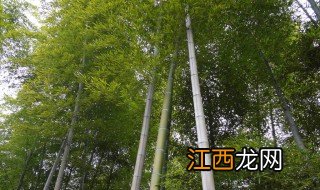 花毛竹怎么种植方法 种植方法如下