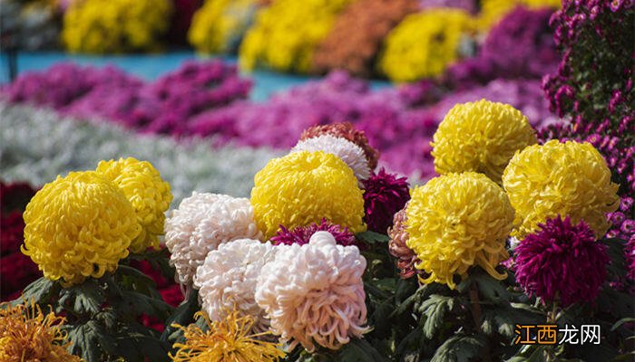 菊花是哪个城市的市花呢 菊花是哪个城市的市花