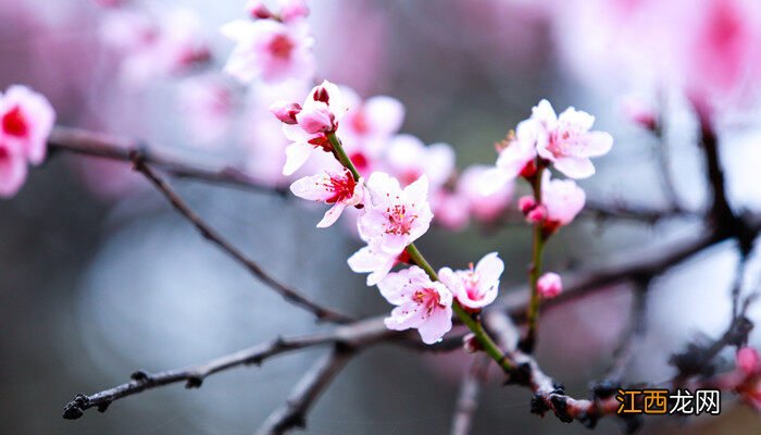 桃花是什么季节开的花 桃花是什么季节开的