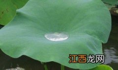 荷叶水真的能减肥吗 荷叶萢水可以减肥吗?