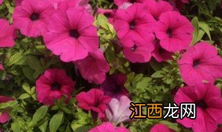 矮牵牛花种植方法 矮牵牛花如何种植