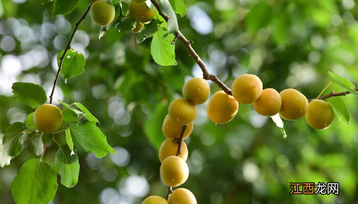 杏树种植的方法和技巧视频 杏树种植的方法和技巧