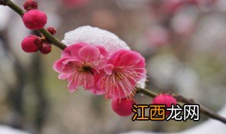 茶梅的养殖方法和注意事项 茶梅的养殖方法和注意事项简述