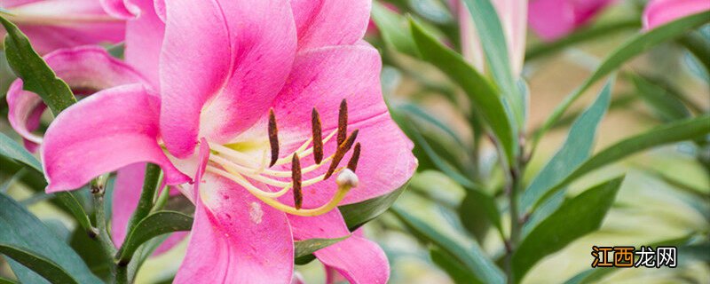 百合花为什么不能在卧室放呢 百合花为什么不能在卧室放