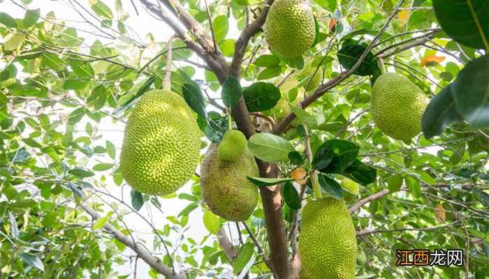 菠萝蜜树在北方盆栽可以吗怎么养 菠萝蜜树在北方盆栽可以吗