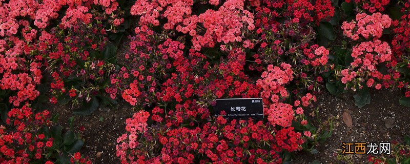 长寿花的修剪方法图解 长寿花的修剪方法