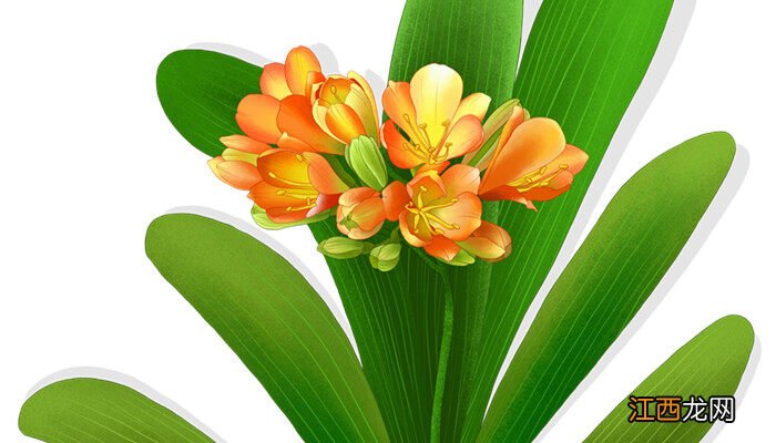 家里养盆君子兰好吗 家里养盆君子兰