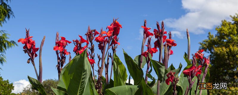 美人蕉是什么季节开的花 美人蕉是什么季节开的