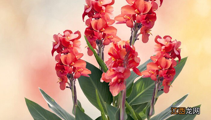 美人蕉是什么季节开的花 美人蕉是什么季节开的