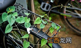 攀爬植物有哪些 攀爬植物介绍