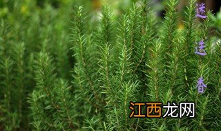 迷迭香花语 迷迭香花语是什么