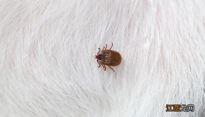 多肉蚧壳虫怎样彻底消灭掉 多肉蚧壳虫怎样彻底消灭