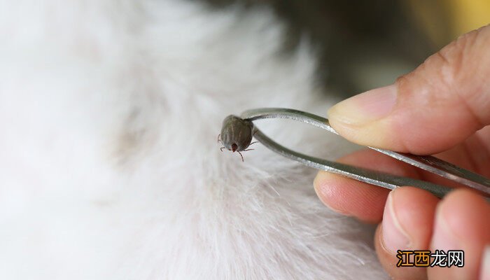 多肉蚧壳虫怎样彻底消灭掉 多肉蚧壳虫怎样彻底消灭