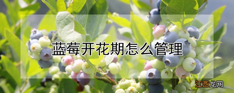 蓝莓开花期怎么管理