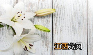 百合花盆栽的养殖方法 百合花盆栽的养殖方法推荐