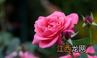 月季修剪时间和方法 月季的养殖方法