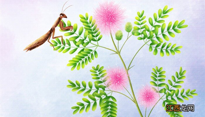 含羞草怎么种植和养护视频 含羞草怎么种植和养护