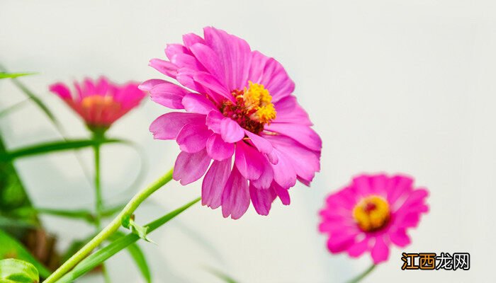 如何制作干花不掉色的方法 如何制作干花不掉色