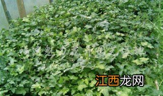 长春藤种植方法 常春藤的养殖方法