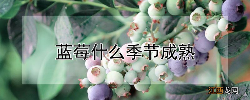 蓝莓什么季节成熟