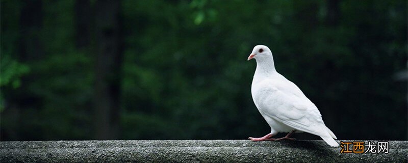 肉鸽养殖技术与管理 肉鸽养殖技术