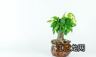 家里放三样东西最旺财 家有10种东西旺财