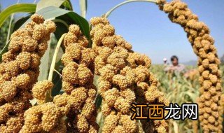 谷子粮食储存方法 粮食的储存方法介绍