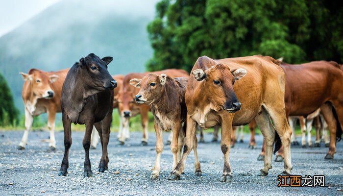 肉牛养殖技术和方法 肉牛养殖技术