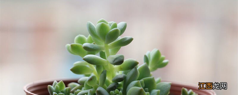 多肉植物酥皮鸭的养护要点是什么 多肉植物酥皮鸭的养护要点