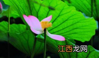 绿肥红瘦是什么季节 绿肥红瘦是什么时候