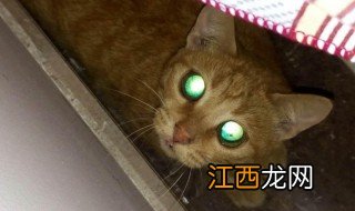 猫的眼睛为什么会发光 猫眼睛发光原因