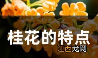 桂花的特点有哪些 关于桂花的特点