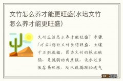 水培文竹怎么养才能更旺盛 文竹怎么养才能更旺盛