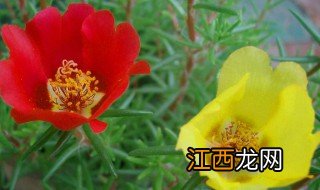 太阳花什么时候开花 太阳花开花季节