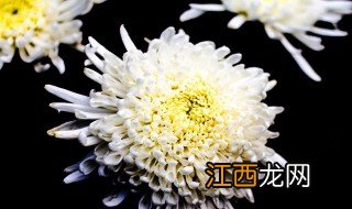 菊花是什么颜色的 菊花颜色简述