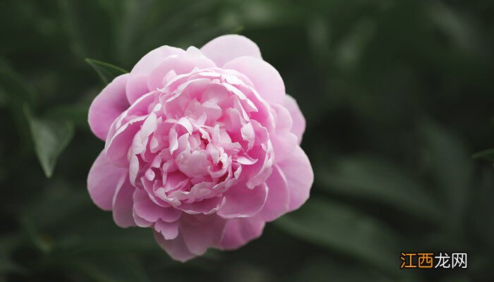 芍药花怎么养殖方法视频 芍药花怎么养殖