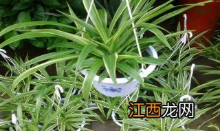 喜阴植物有哪些 喜阴植物介绍