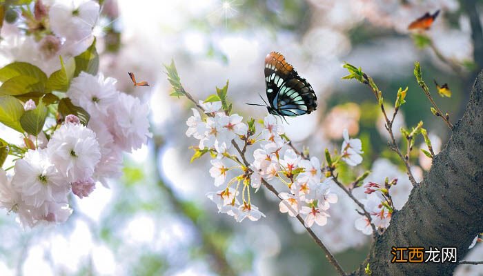 桃花是什么意思 算命 桃花是什么意思