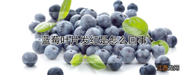 蓝莓叶片发红是怎么回事