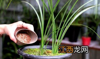 兰花施什么肥最好 这些肥料对兰花生长最有帮助